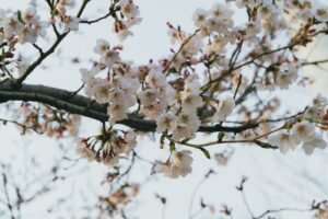 The Ultimate K-Beauty Moisturizer Guide for Glassy Skin No Heavy Feel