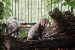 Amal Clooneys Cheetah Print Boots Are the Airport Style Upgrade We Need