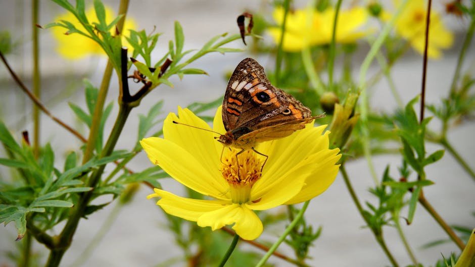 The Flat Brow is Here to Stay And Youre Going to Love It